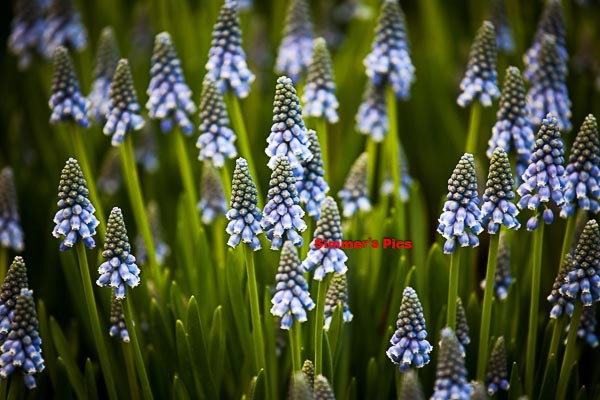 _IMG_3981