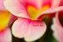 _Palmen_0041